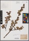 Foto von Salix aurita L. x Salix caprea L.